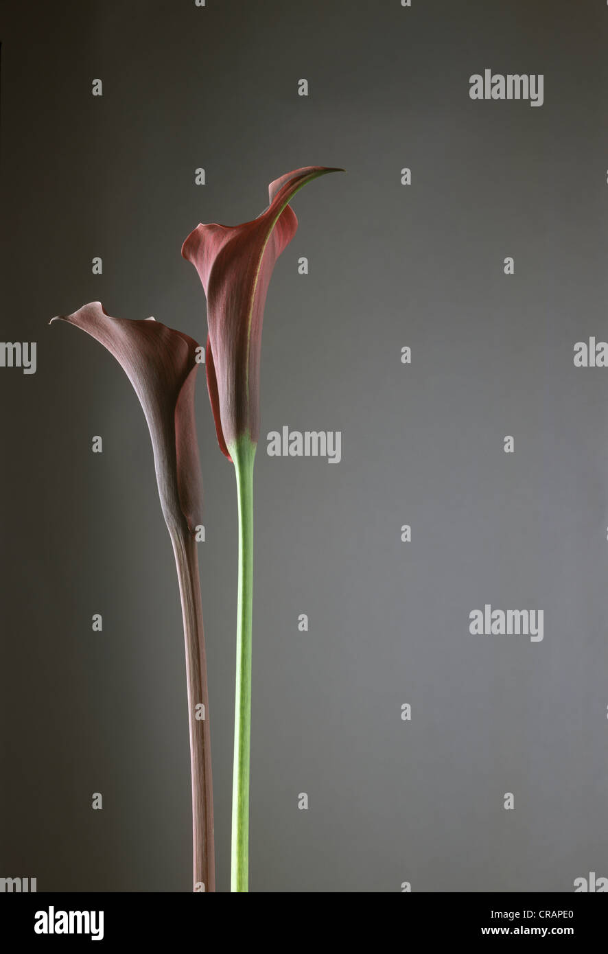 Arum lilies on neutral grey background. Stock Photo