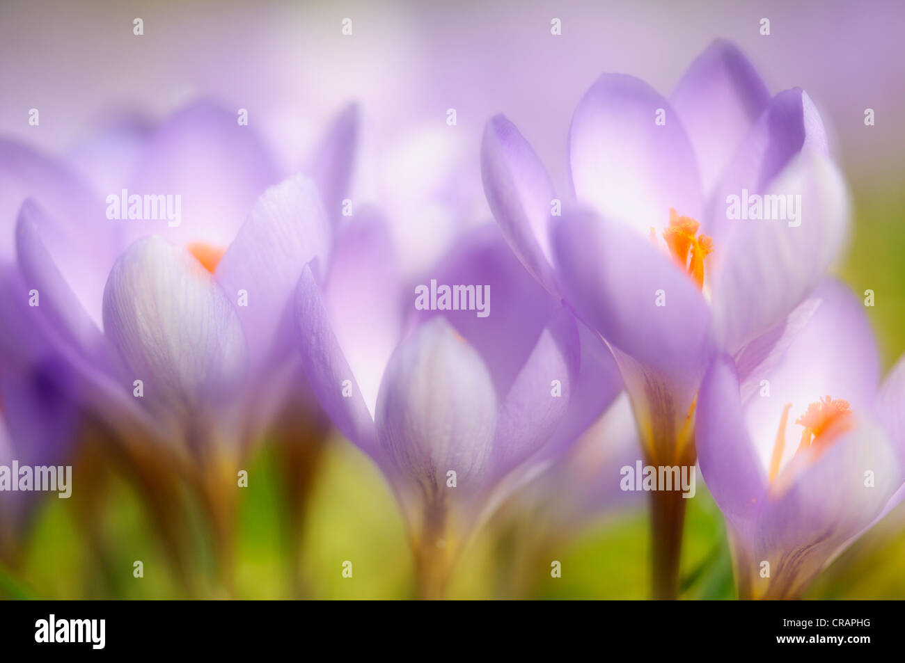 Crocuses (Crocus), open flowers, Germany, Europe Stock Photo - Alamy