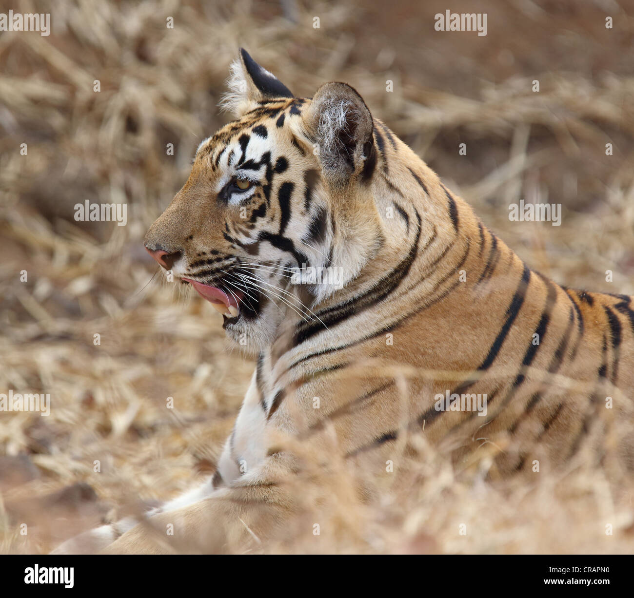 Different moods of a young tiger. Stock Photo