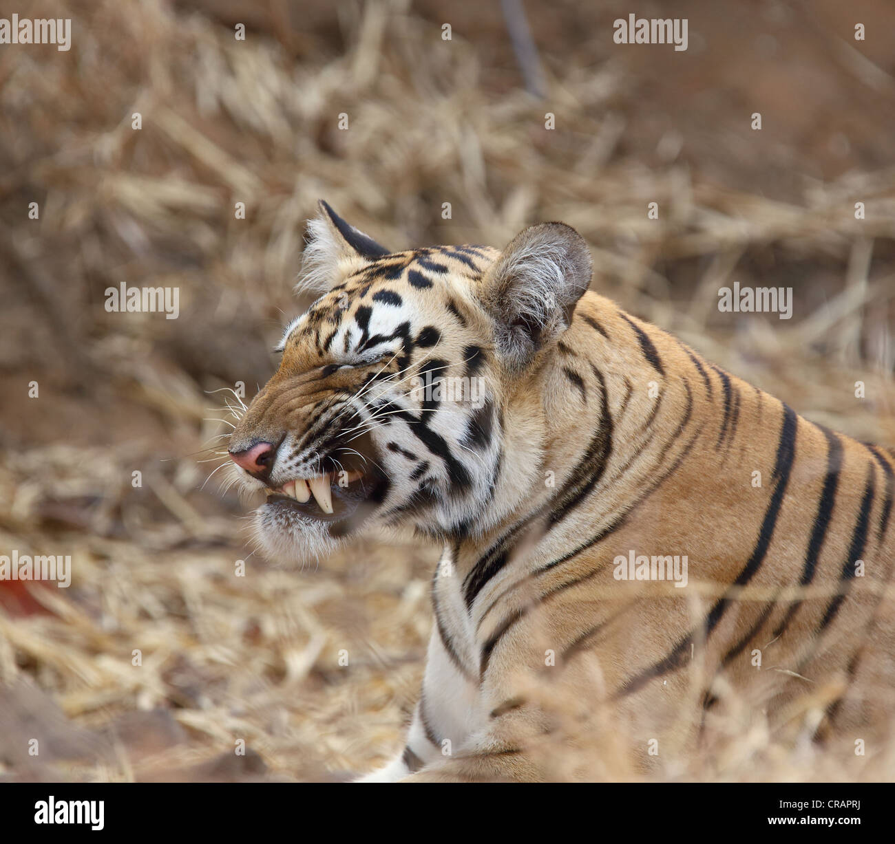 different moods of a young tiger. Stock Photo