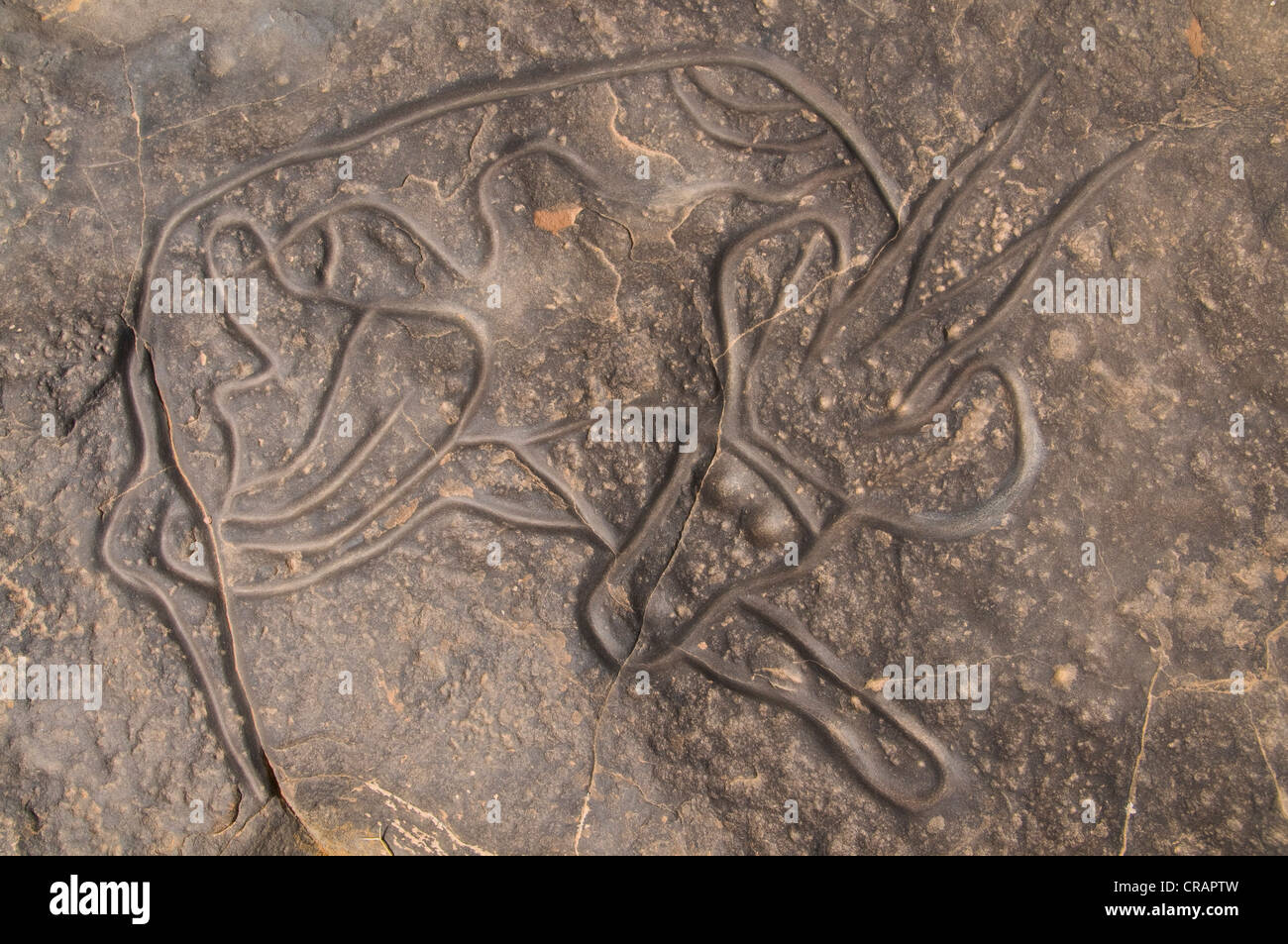 Rock engravings on the rocks of Tin Taghirt, Algeria, Africa Stock Photo