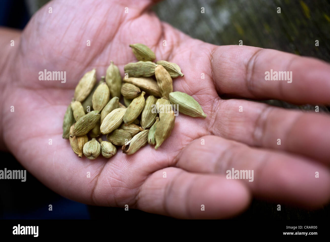 Dried cardamom seed pods (Elettaria cardamomum) held in a hand Stock Photo