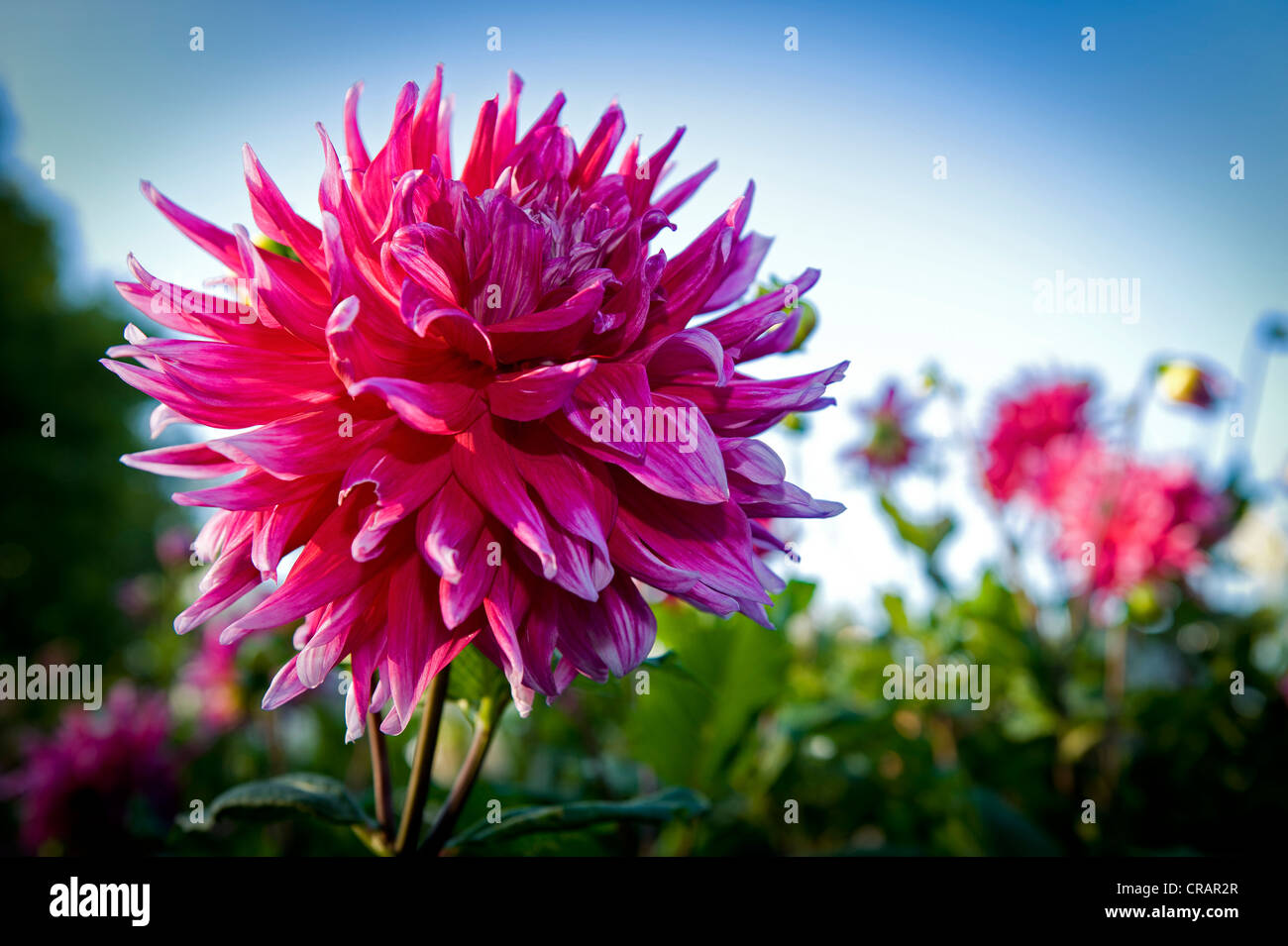 Dahlia (Dahlia) in the Dahlia Garden, Killesberg Park, Stuttgart, Baden-Wuerttemberg, Germany, Europe Stock Photo