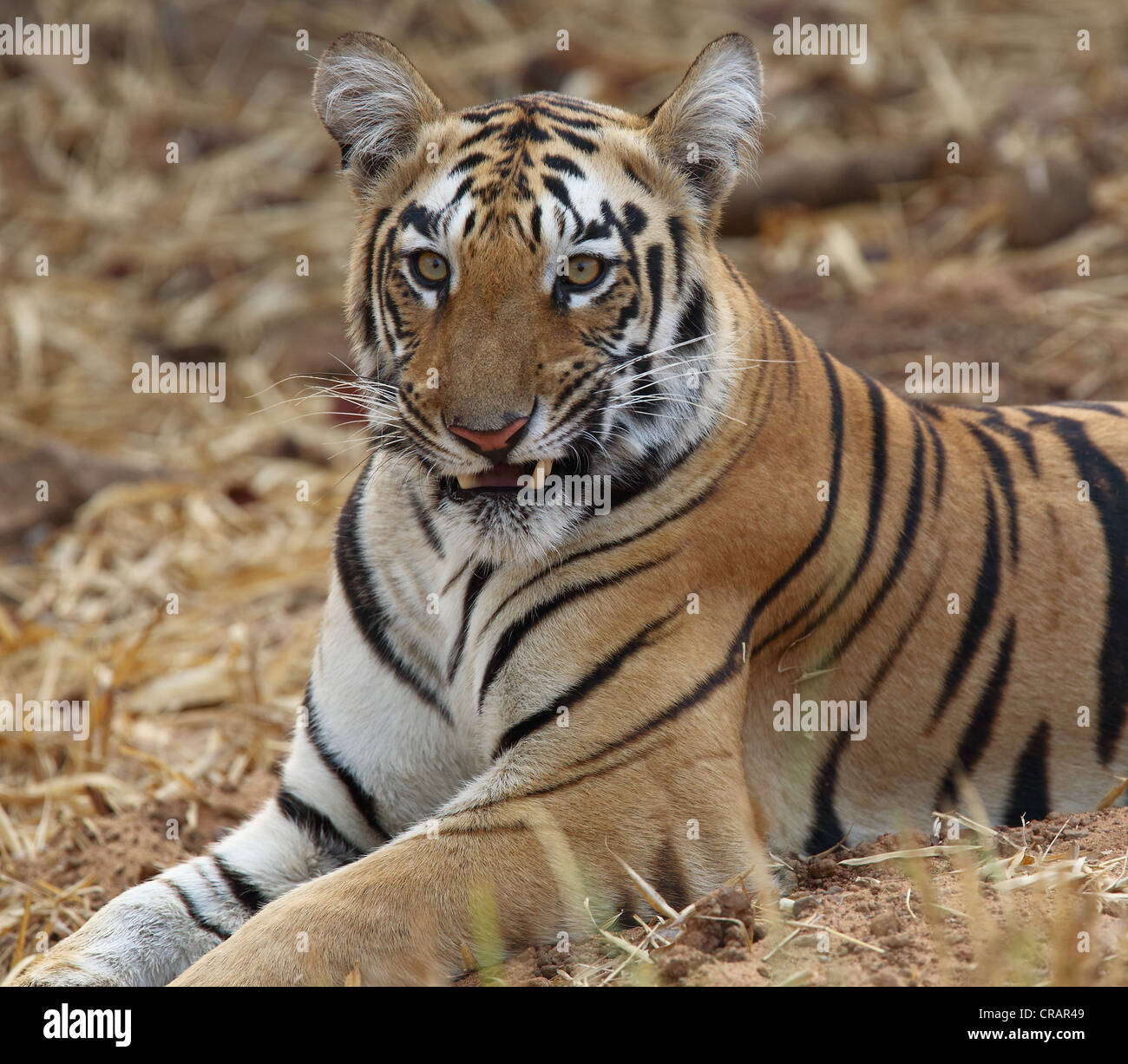 Different moods of a young tiger. Stock Photo