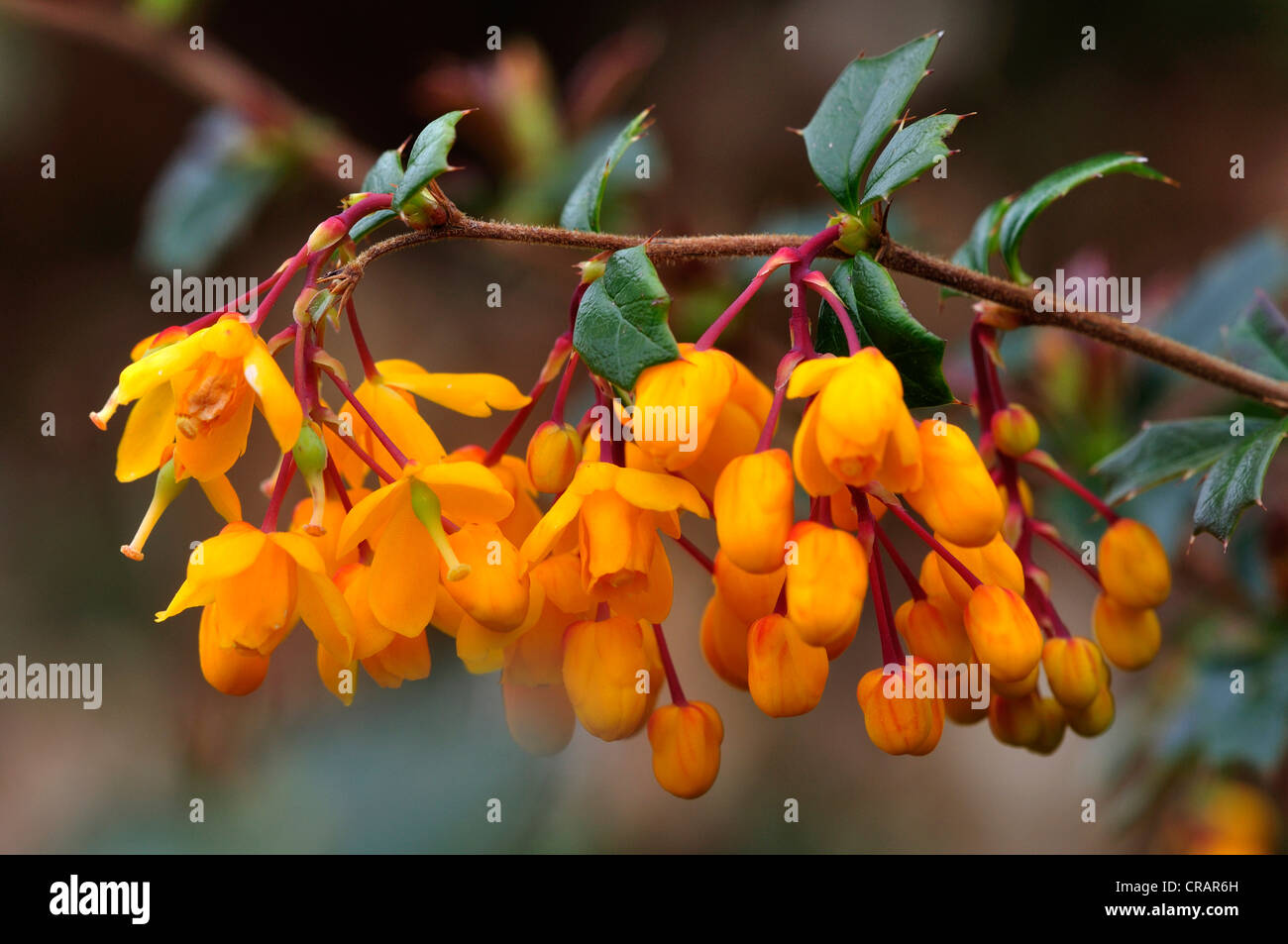 Berberis darwinii flowers in flower. Dorset, UK April 2012 Stock Photo