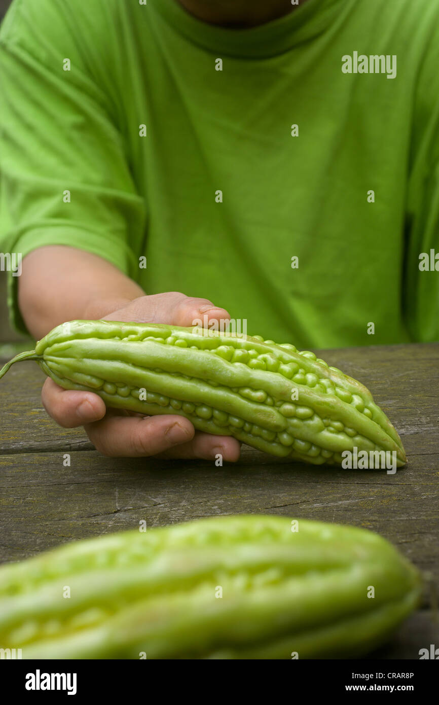 Bitter melons or bitter gourds (Momordica charantia Stock Photo Alamy