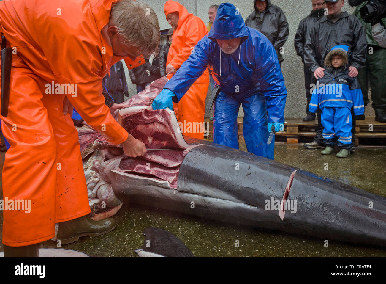 Long-finned Pilot Whale (Globicephala melas) being dissected, Seaman's Day, Klaksvik, Borðoy, Faroe Islands, North Atlantic Stock Photo