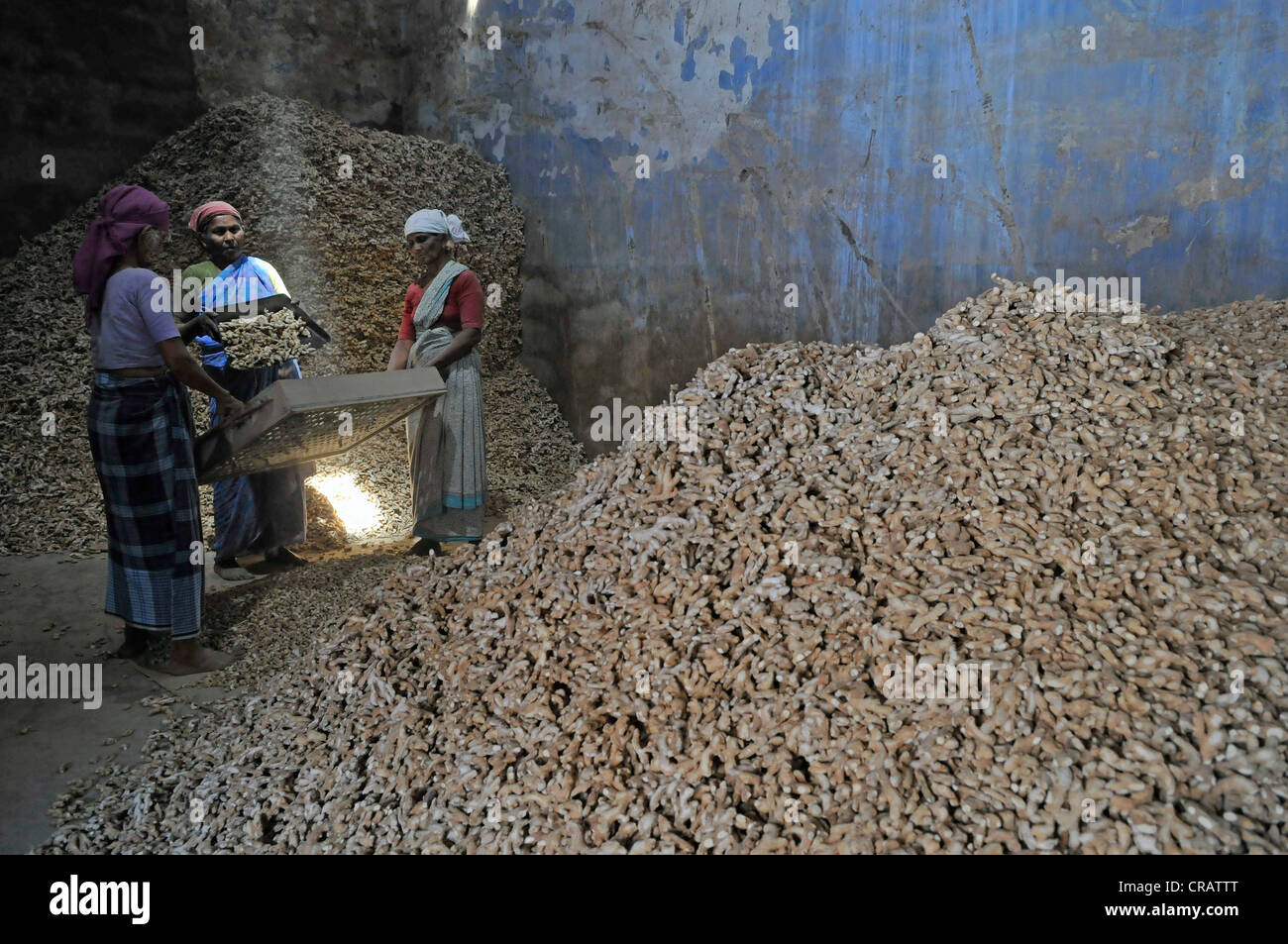 Female workers in a ginger storage room, Jew Town, Kochi, Cochin