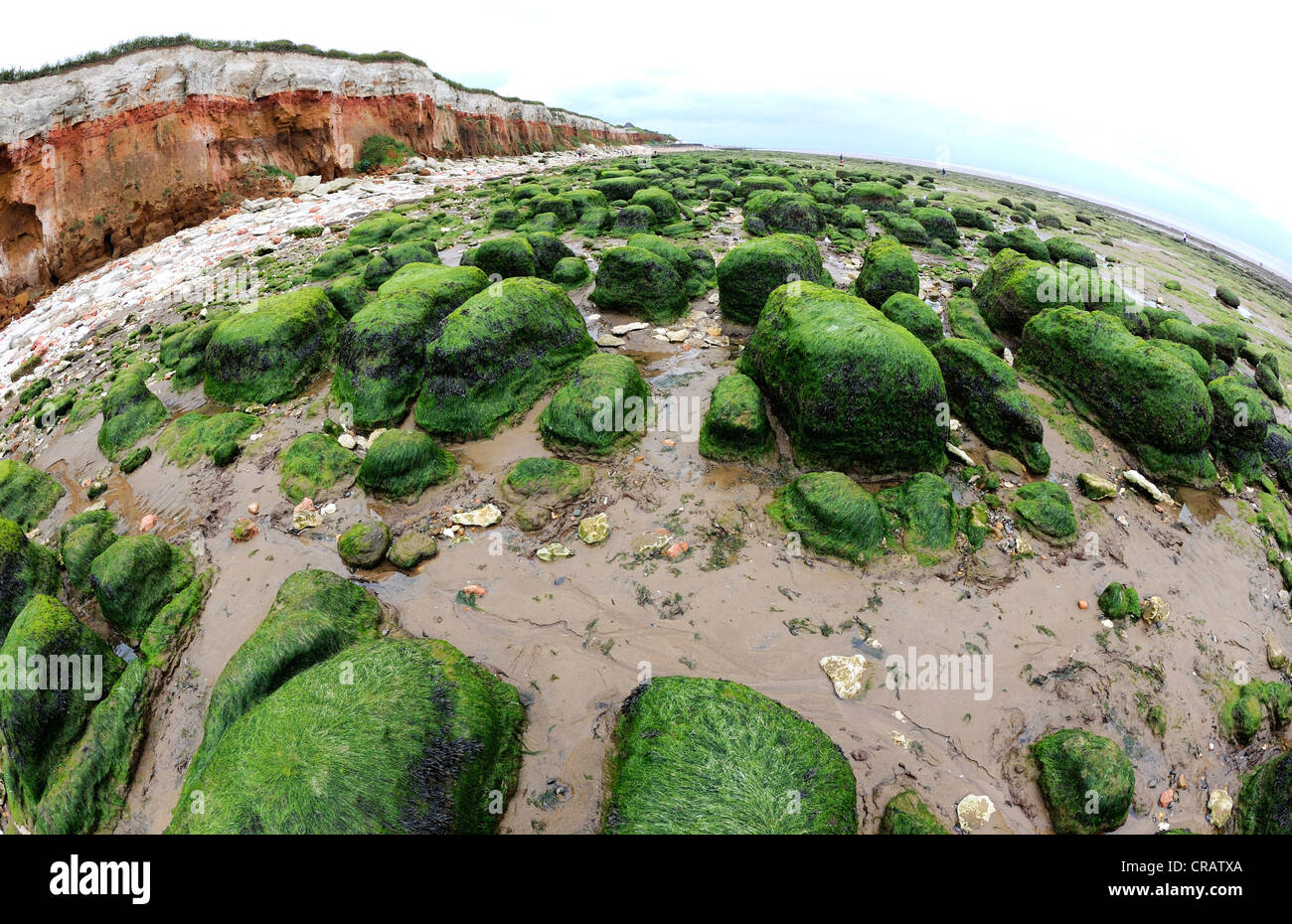 Sea weed covered boulders at low tide with the stratified, fossiliferous cliffs at Hunstanton in North Norfolk, England. Stock Photo
