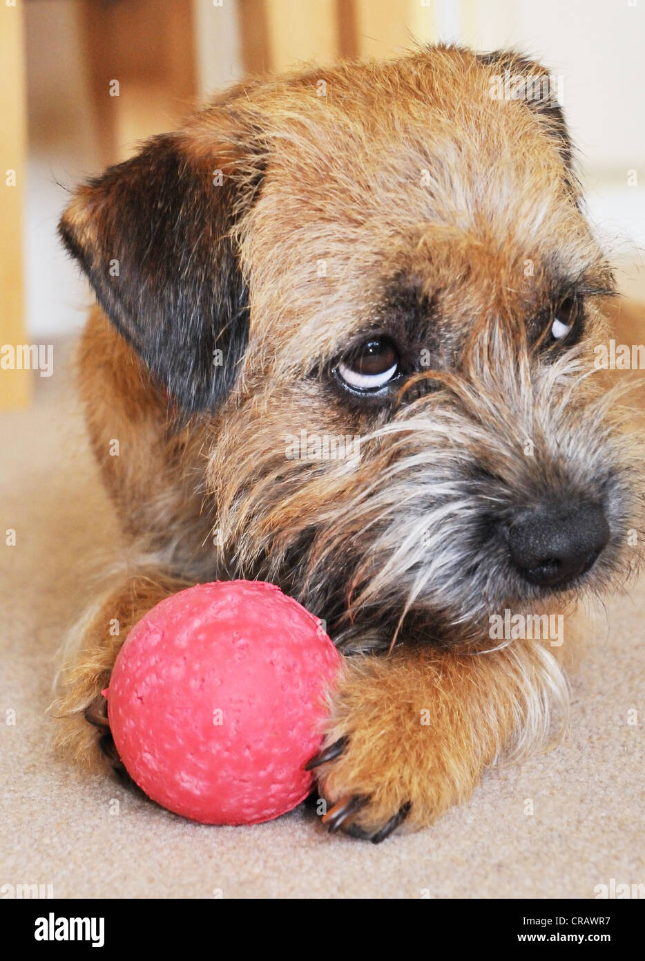 Border Terrier with ball Stock Photo