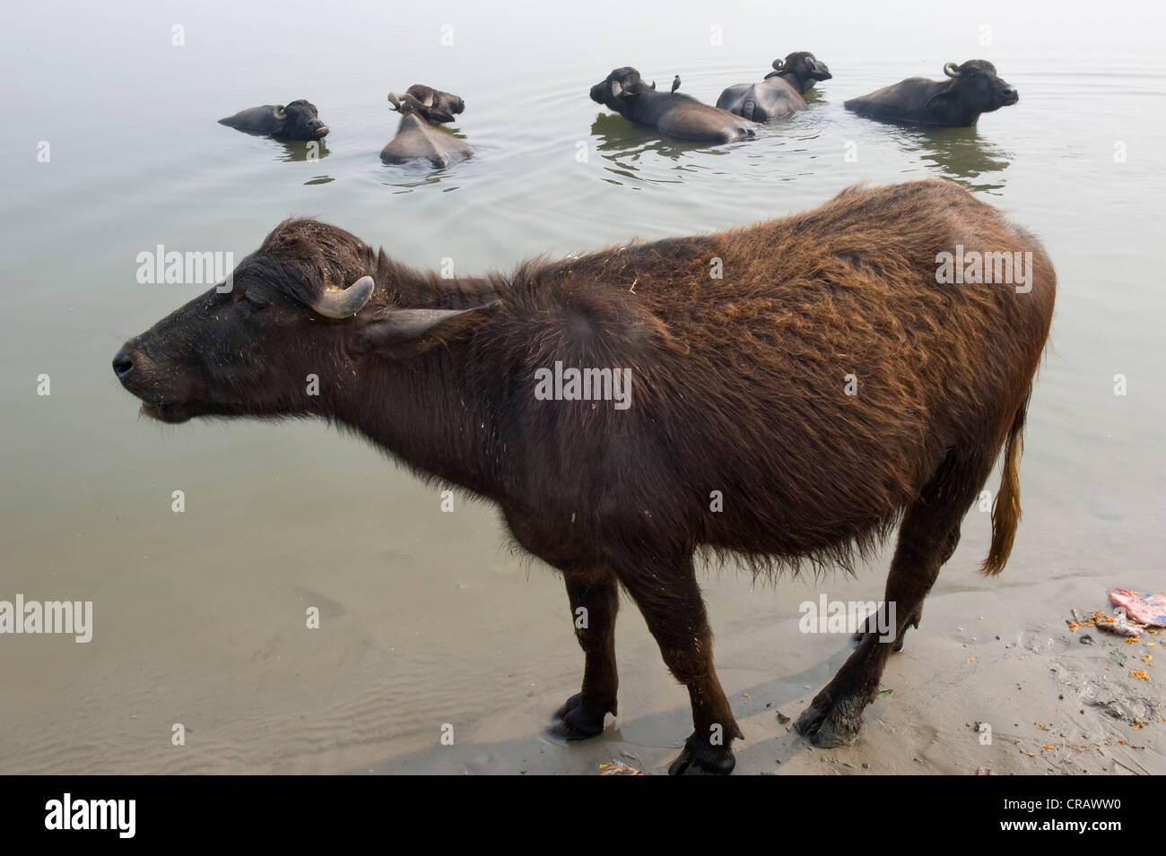 Water buffalo (Bubalus arnee), Ganges river, Varanasi, Uttar Pradesh, India, Asia Stock Photo