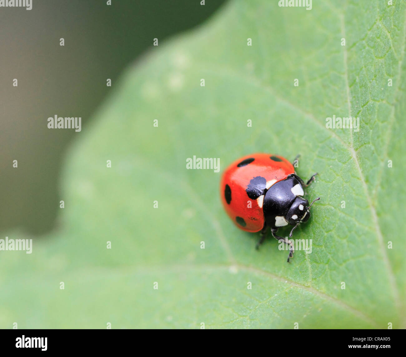 Ladybird, Worcestershire, England, Europe Stock Photo - Alamy