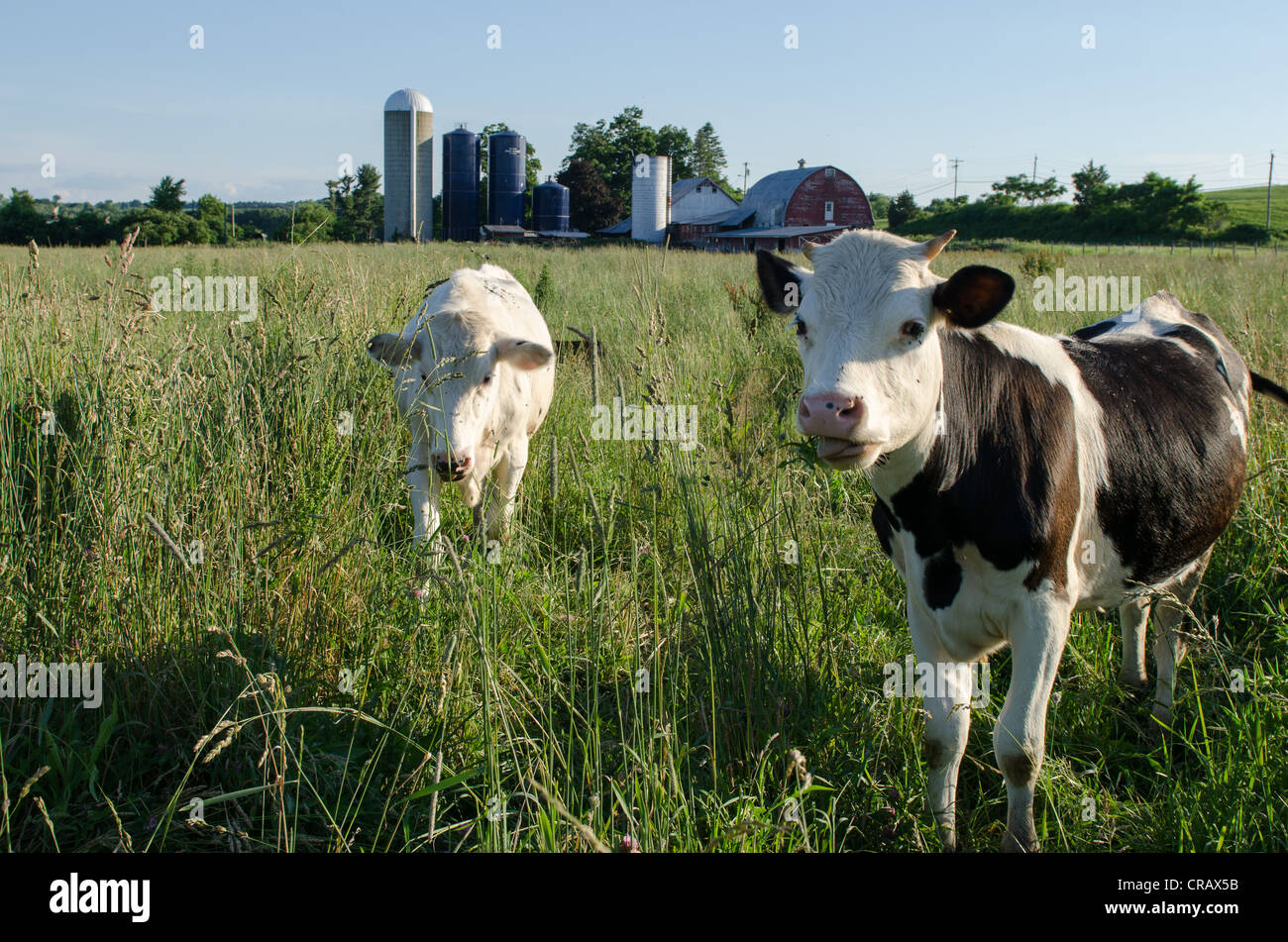 Dairy cows on the farm, grazing with Milk factory in background Stock Photo