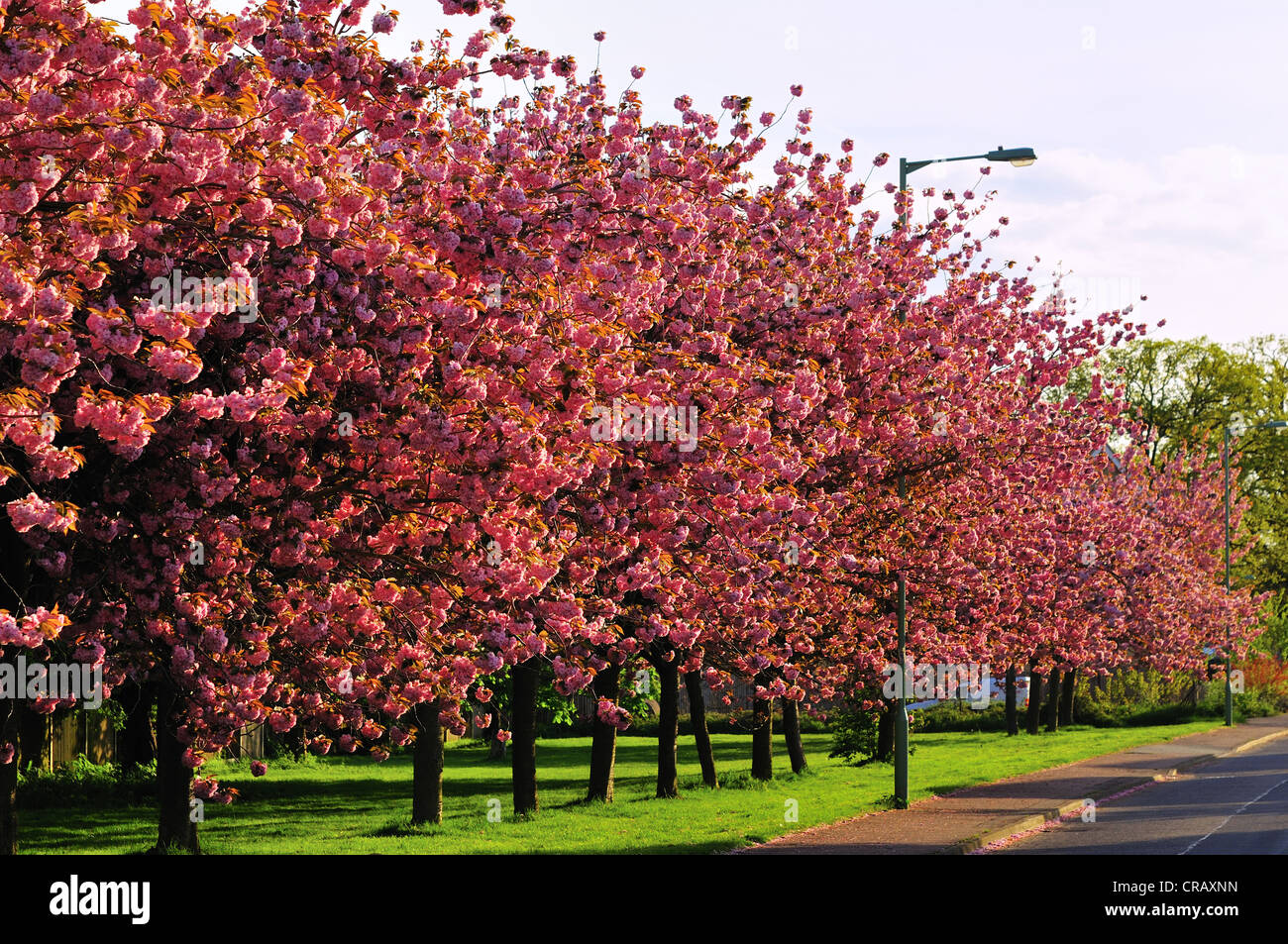 Blossoms on trees, Suffolk Stock Photo