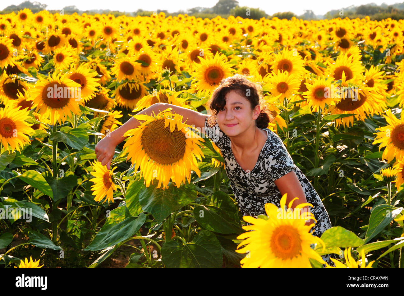 Young girl with arm around a Sunflower - amongst a field of sunflowers, Suffolk Stock Photo