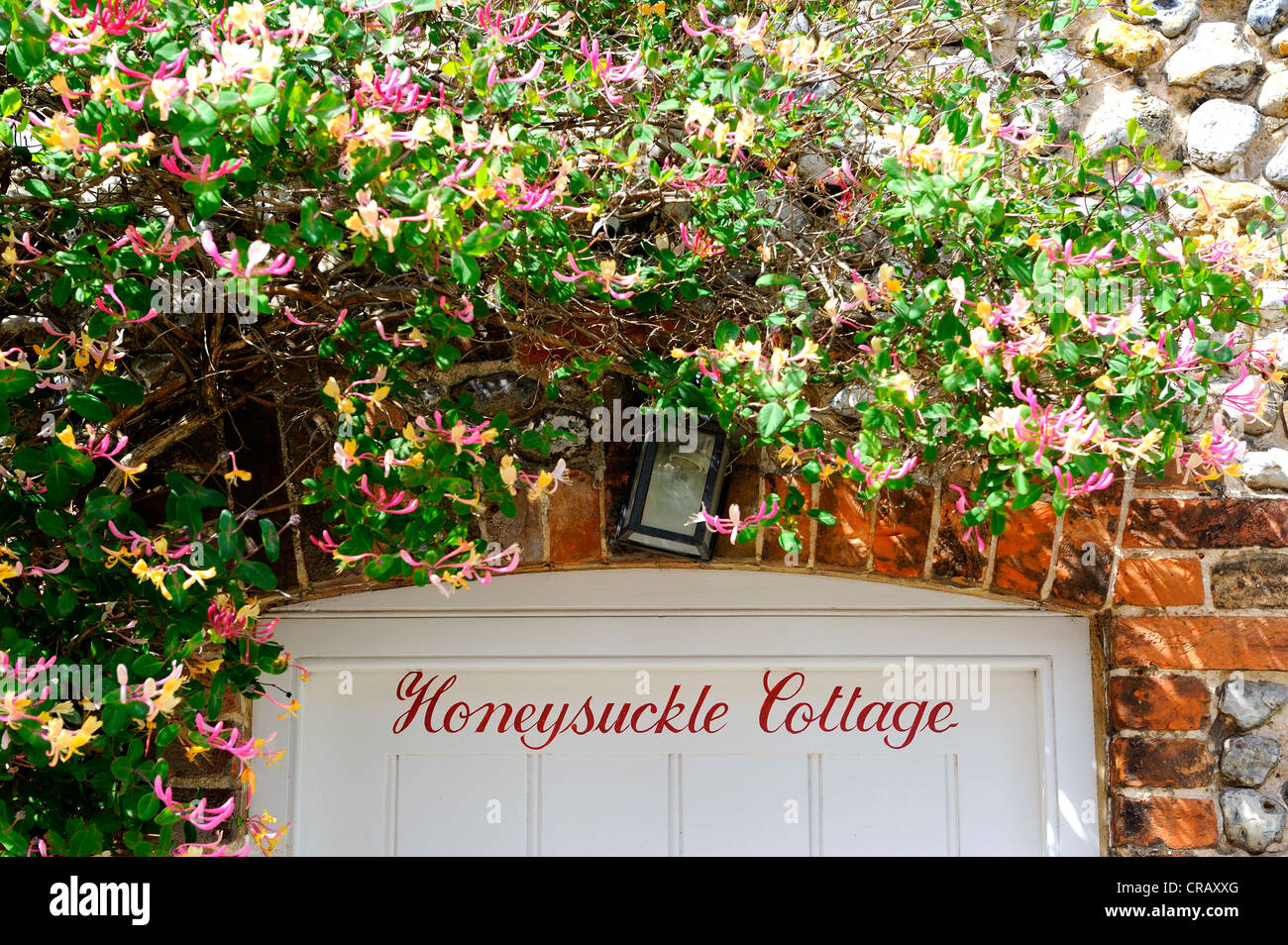 Honeysuckle plant attached to a stone flint wall over a white wooden door. Stock Photo