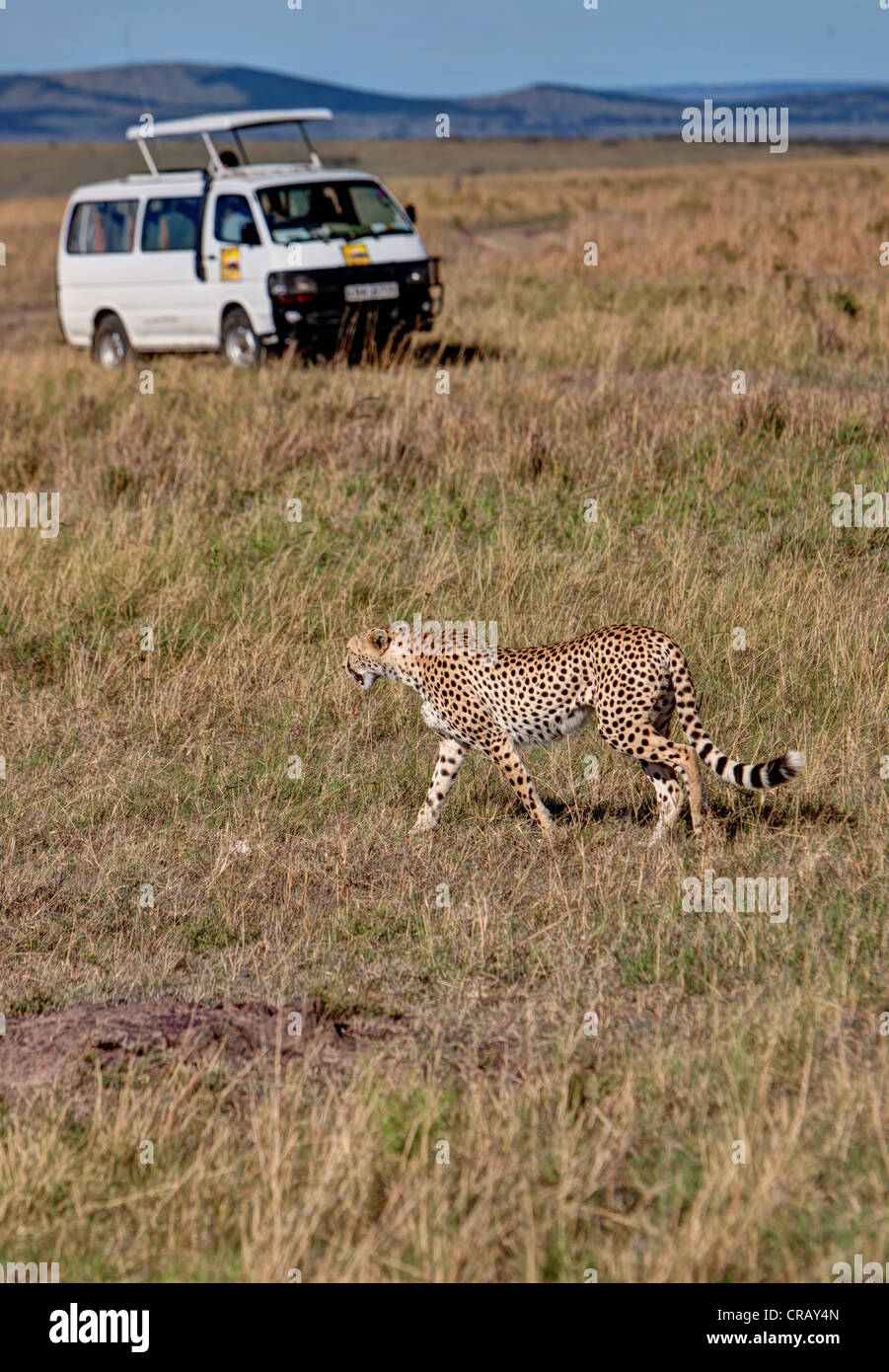 Cheetah (Acinonyx jubatus) crossing in front of a safari bus, Masai Mara National Reserve, Kenya, East Africa, Africa Stock Photo