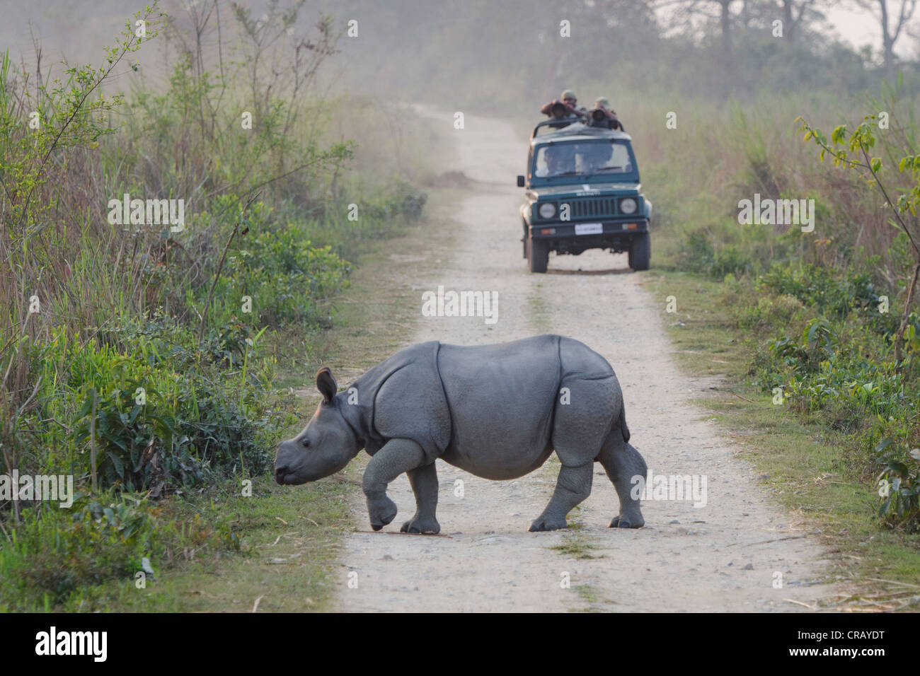 Rhinoceros (Rhinocerotidae), young crossing a dirt track, Kaziranga National Park, Assam, northeast India, India, Asia Stock Photo