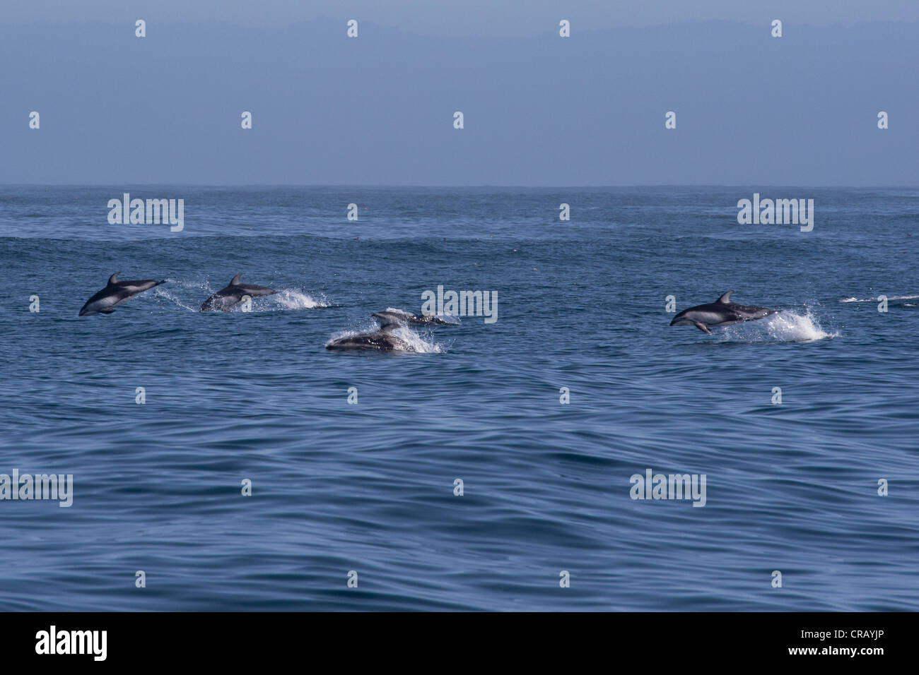 Pacific White-sided dolphin (Lagenorhynchus obliquidens), group porpoising. Monterey, California, Pacific Ocean. Stock Photo