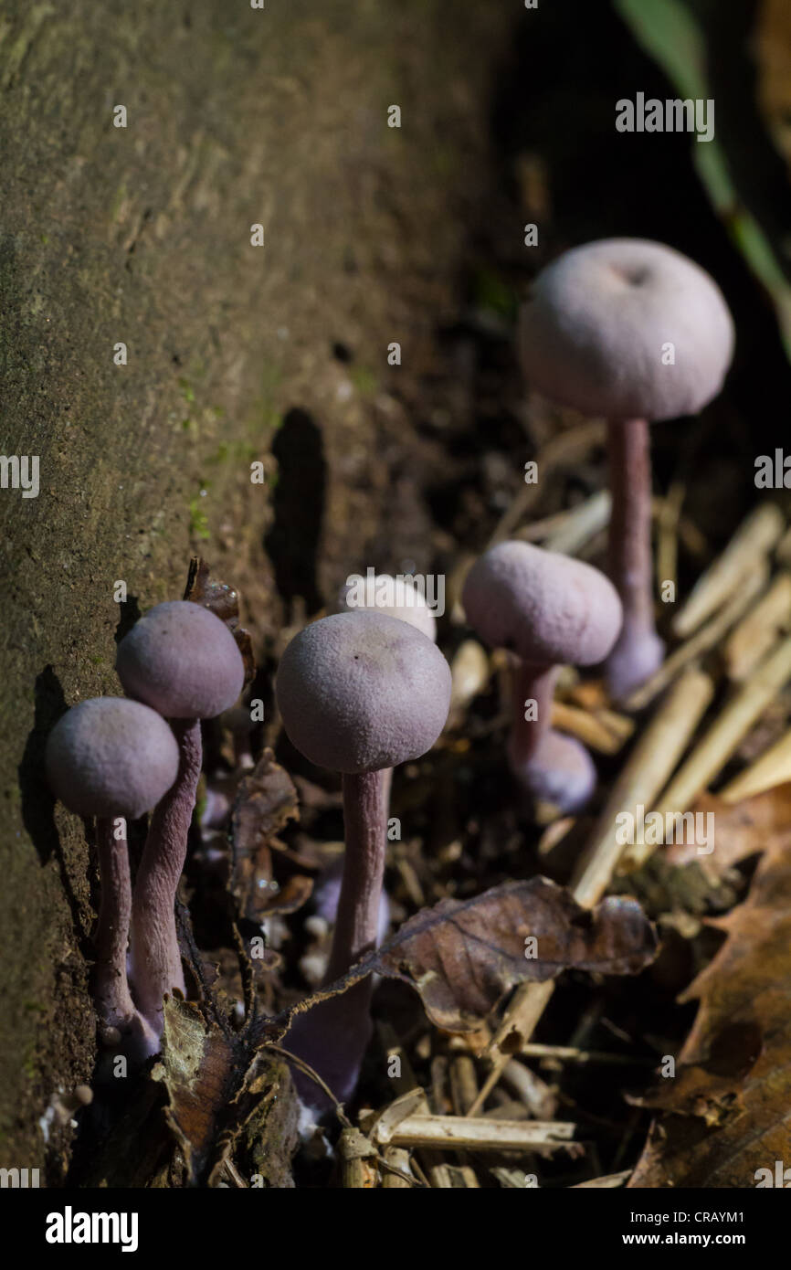 Small purple mushrooms grow at the foot of a tree in English woodland Stock Photo