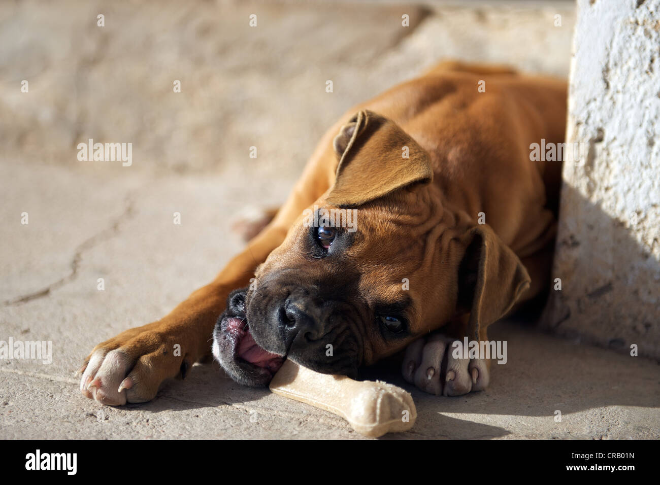 Female or bitch boxer puppy (4month old) chewing or eating a dog food