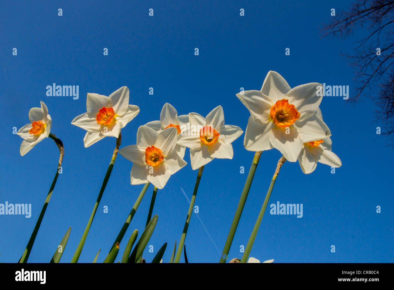 daffodils white against blue sky Stock Photo