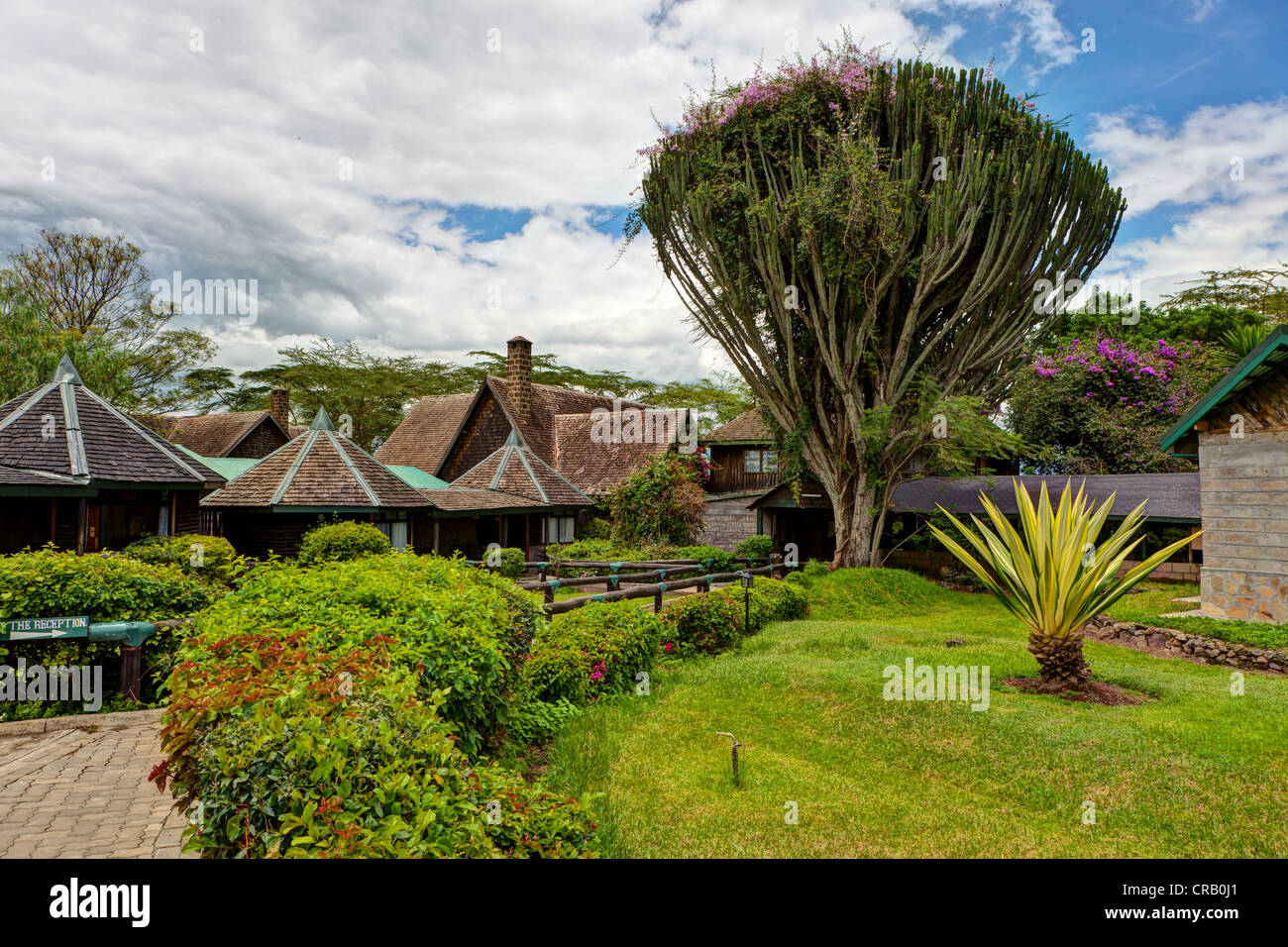Candelabra tree (Euphorbia candelabrum) in the Lake Nakuru Lodge, Lake