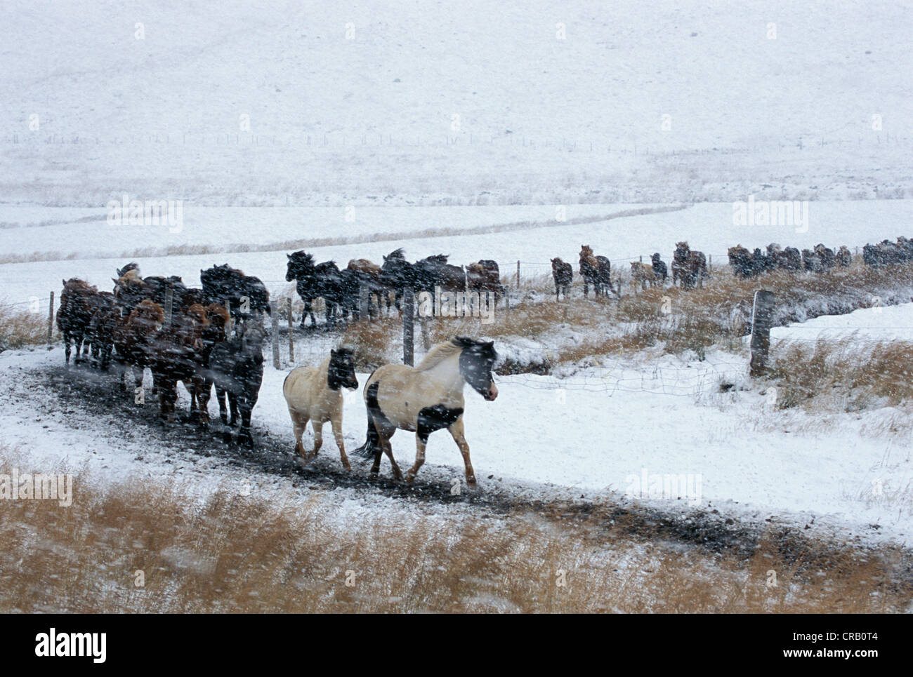 Horses being rounded up hi-res stock photography and images - Alamy