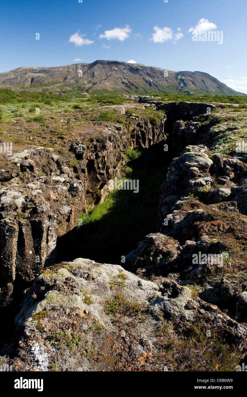 Þingvellir or Thingvellir, the drifting apart of the continental plates becomes visible in crevices, Iceland, Europe Stock Photo