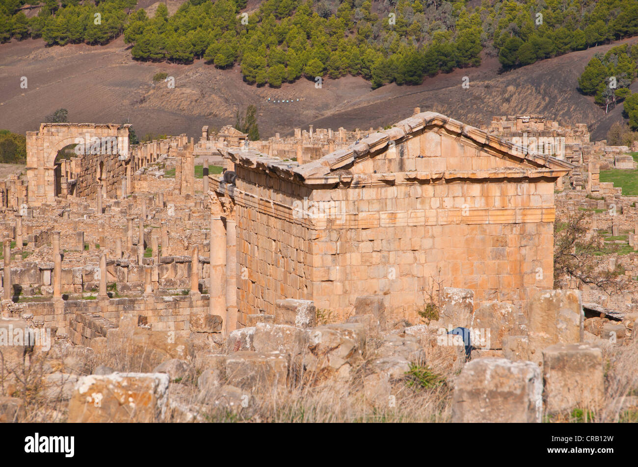 The Roman ruins of Djemila, Unesco World Heritage Site, Kabylie, Algeria, Africa Stock Photo