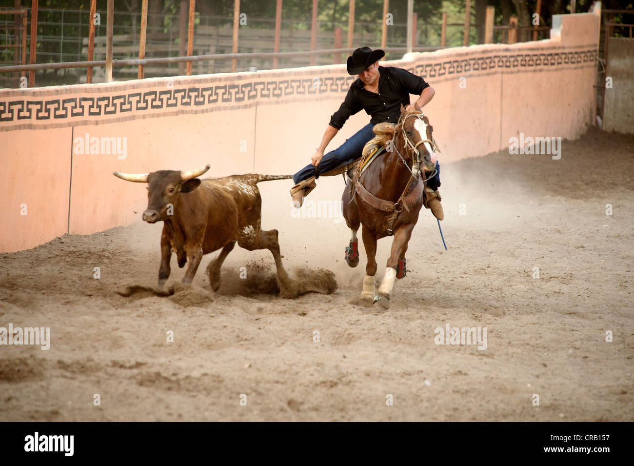 Mexican charros horseman wrestles a bull to the ground by its tail during a coleadero (aka toreo de colas), San Antonio, TX, US Stock Photo