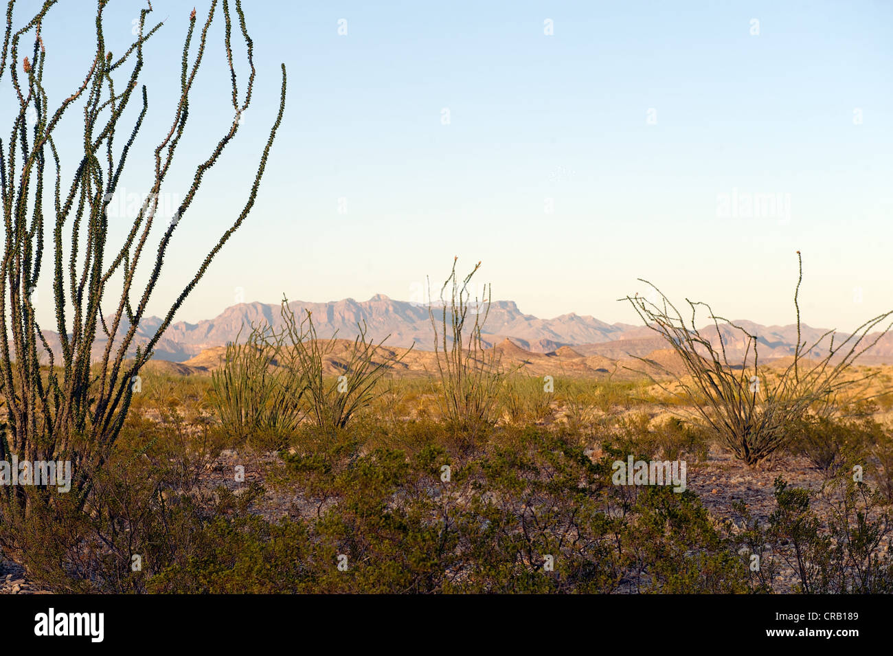 Big Bend National Park landscape with flowering ocotillo, TX, US Stock