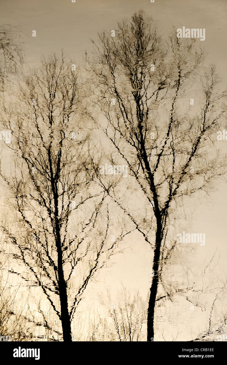 Two abstract trees hi-res stock photography and images - Alamy