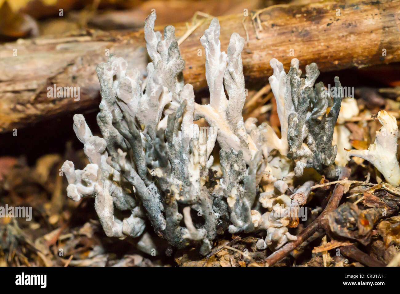 White coral mushrooms grow up through dead leaves and moss in English woodland Stock Photo