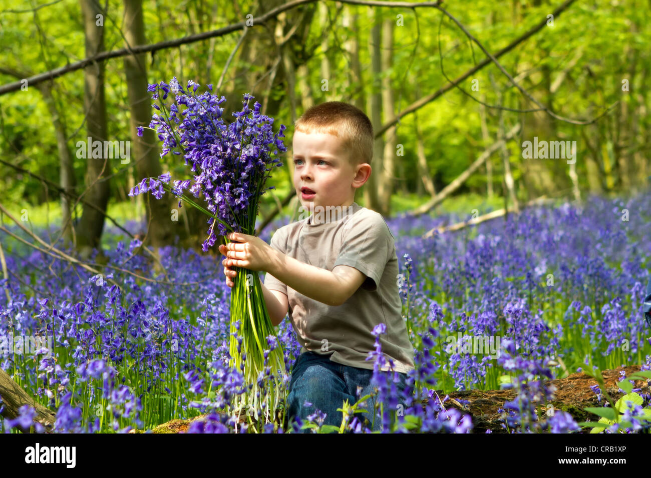 boys playing in bluebell woods Stock Photo