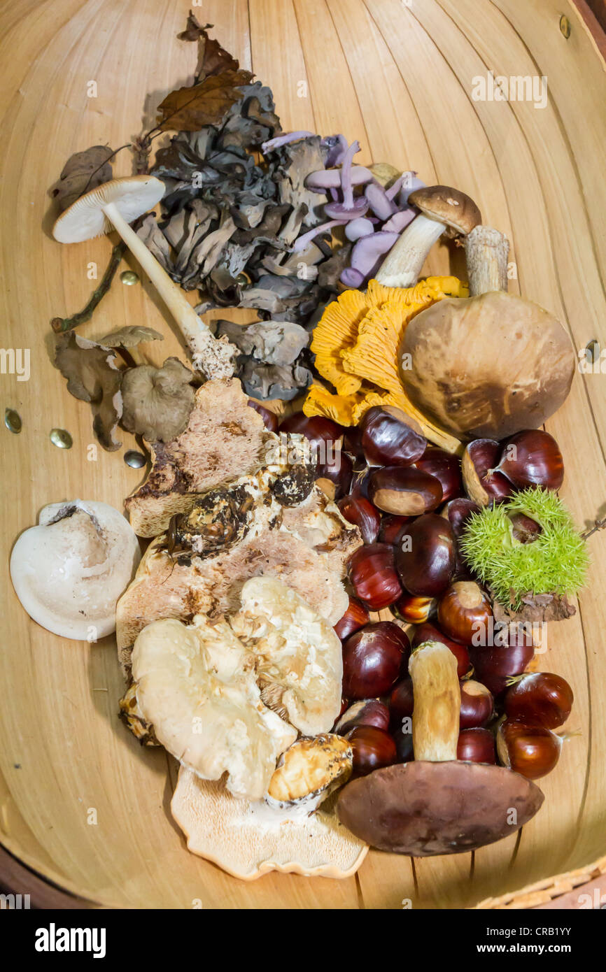 A wooden basket contains a range of woodland produce from foraging with many different mushrooms and chestnuts Stock Photo