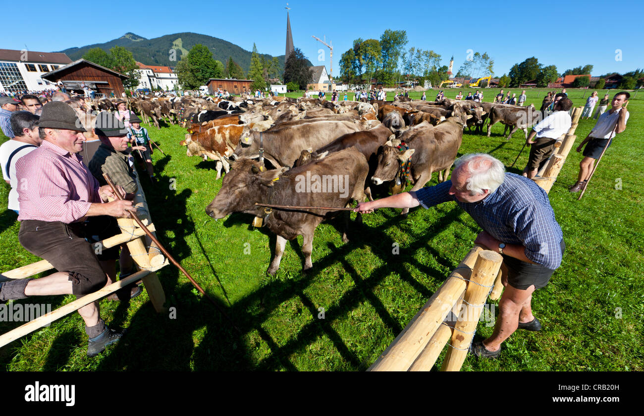 Herding together of cows in the village, ceremonial driving down of cattle from the mountain pastures, Pfronten Stock Photo