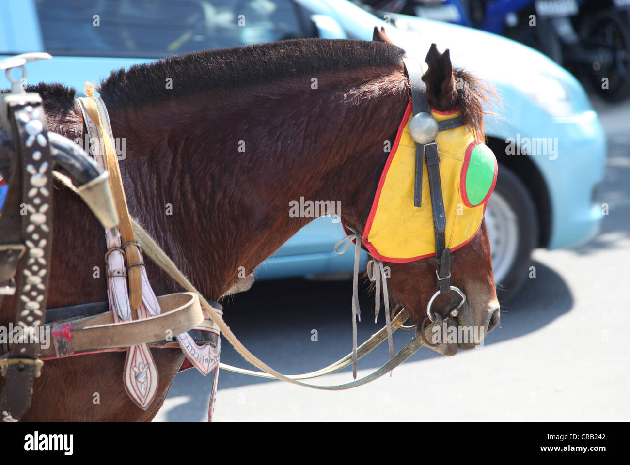 It's a photo of the head of an domestic horse which pull a carriage in the street under the sun. He wears Yellow blinders Stock Photo