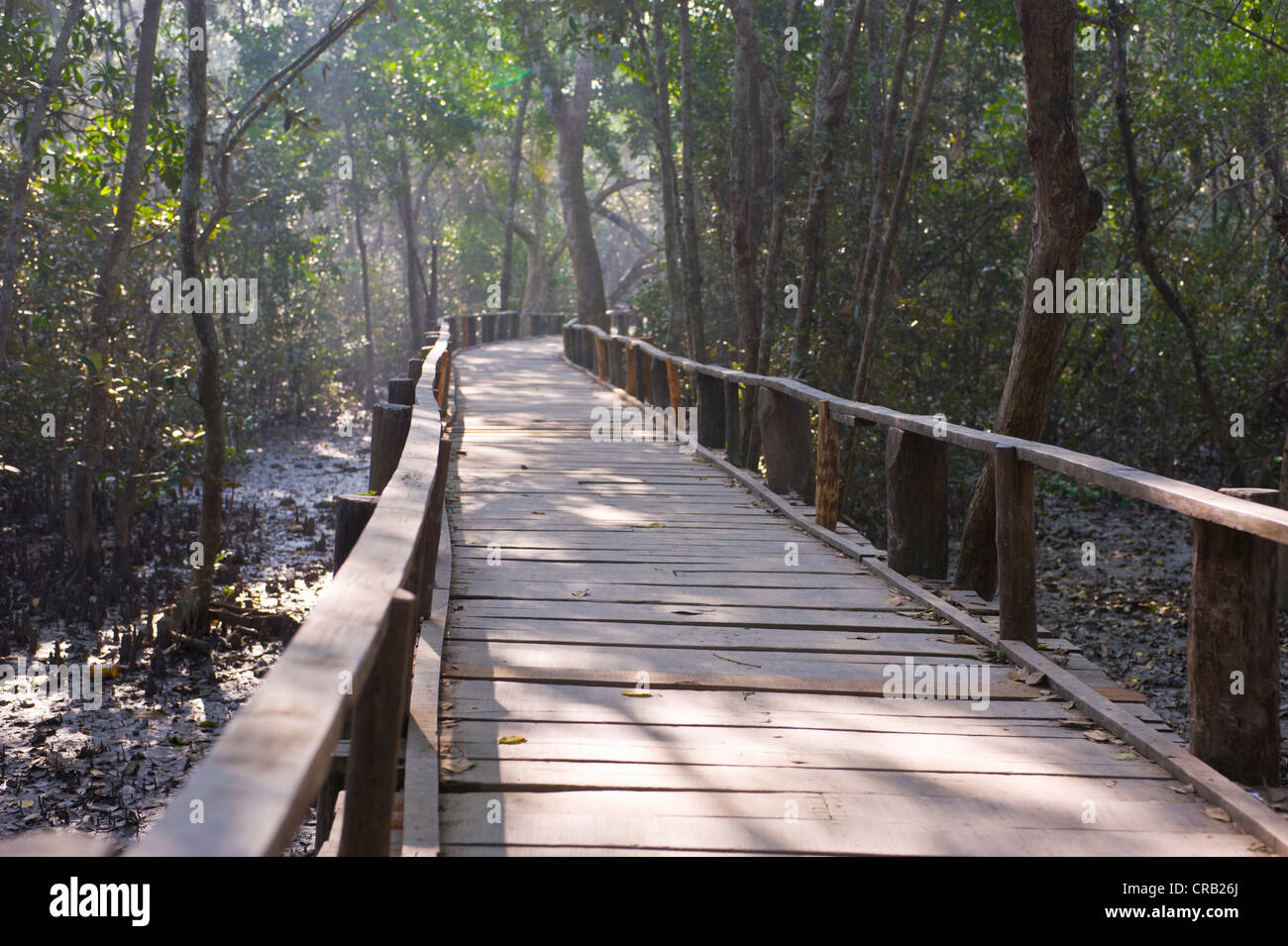 Boardwalk over the marshes of the UNESCO World Natural Heritage Sundarbans, Bangladesh, Asia Stock Photo