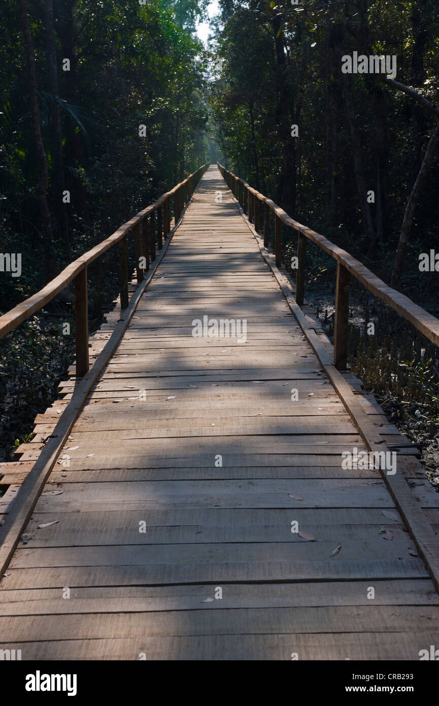 Boardwalk over the marshes of the UNESCO World Natural Heritage Sundarbans, Bangladesh, Asia Stock Photo