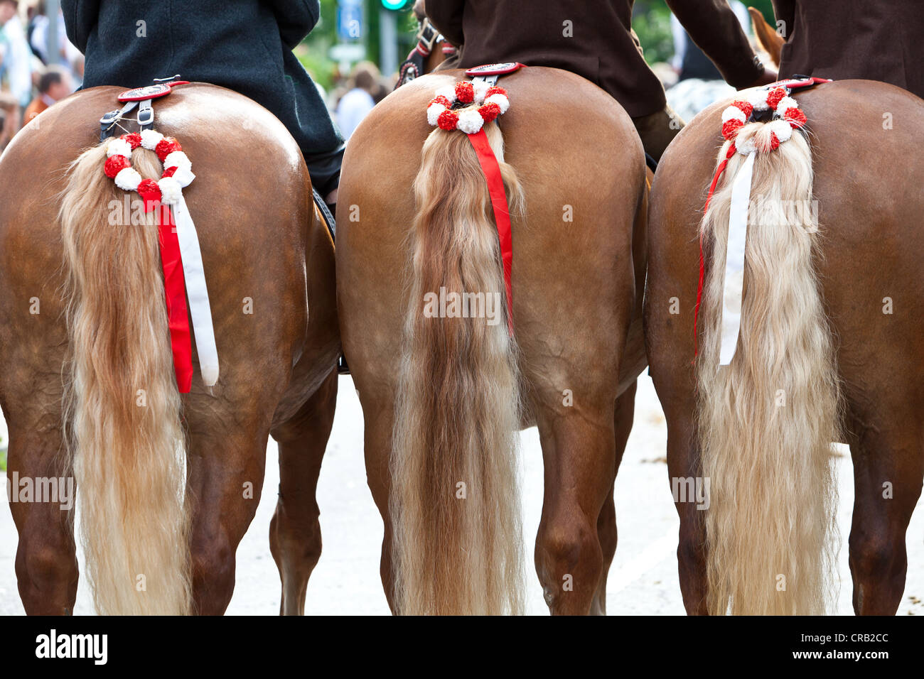 Decorated horses to ride at Koetztinger Pfingstritt, one of the largest mounted religious processions in Europe, at Pentecost Stock Photo