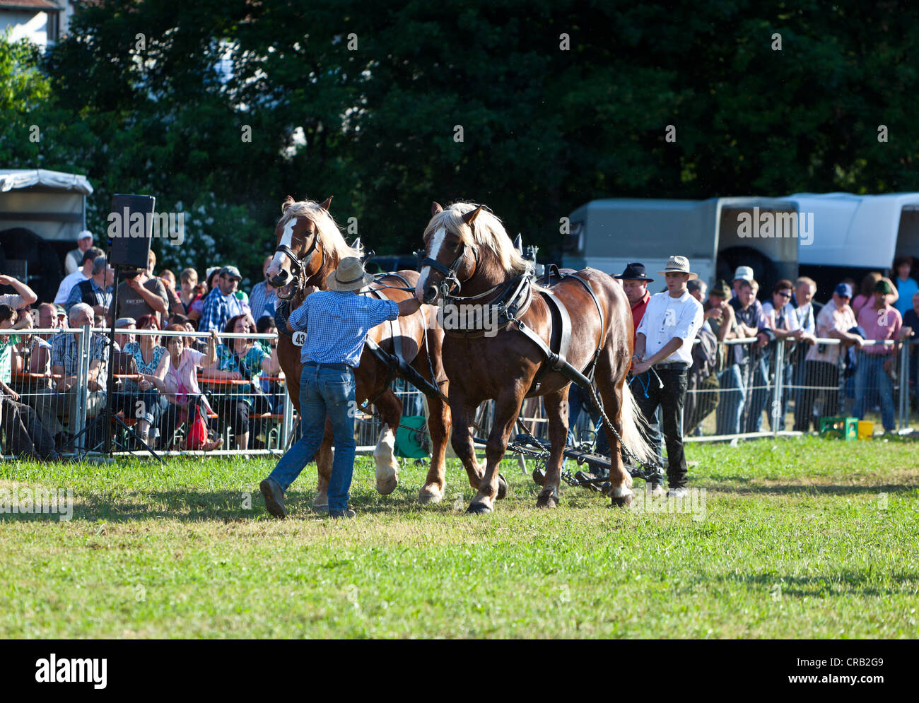 Horse competition, horses are being taken to the venue, cart horses, Haflinger horses and horse breeders, Rosstag festival Stock Photo