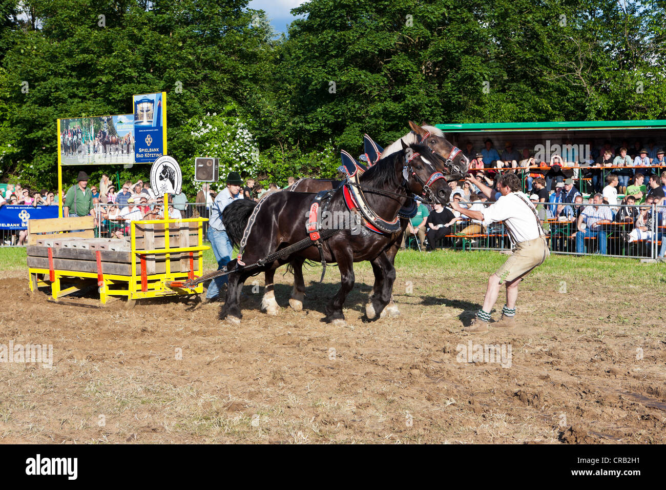 Horse competition, cart horses, Haflinger horses and horse breeders, Rosstag festival, Bad Koetzting, Bavarian Forest, Bavaria Stock Photo