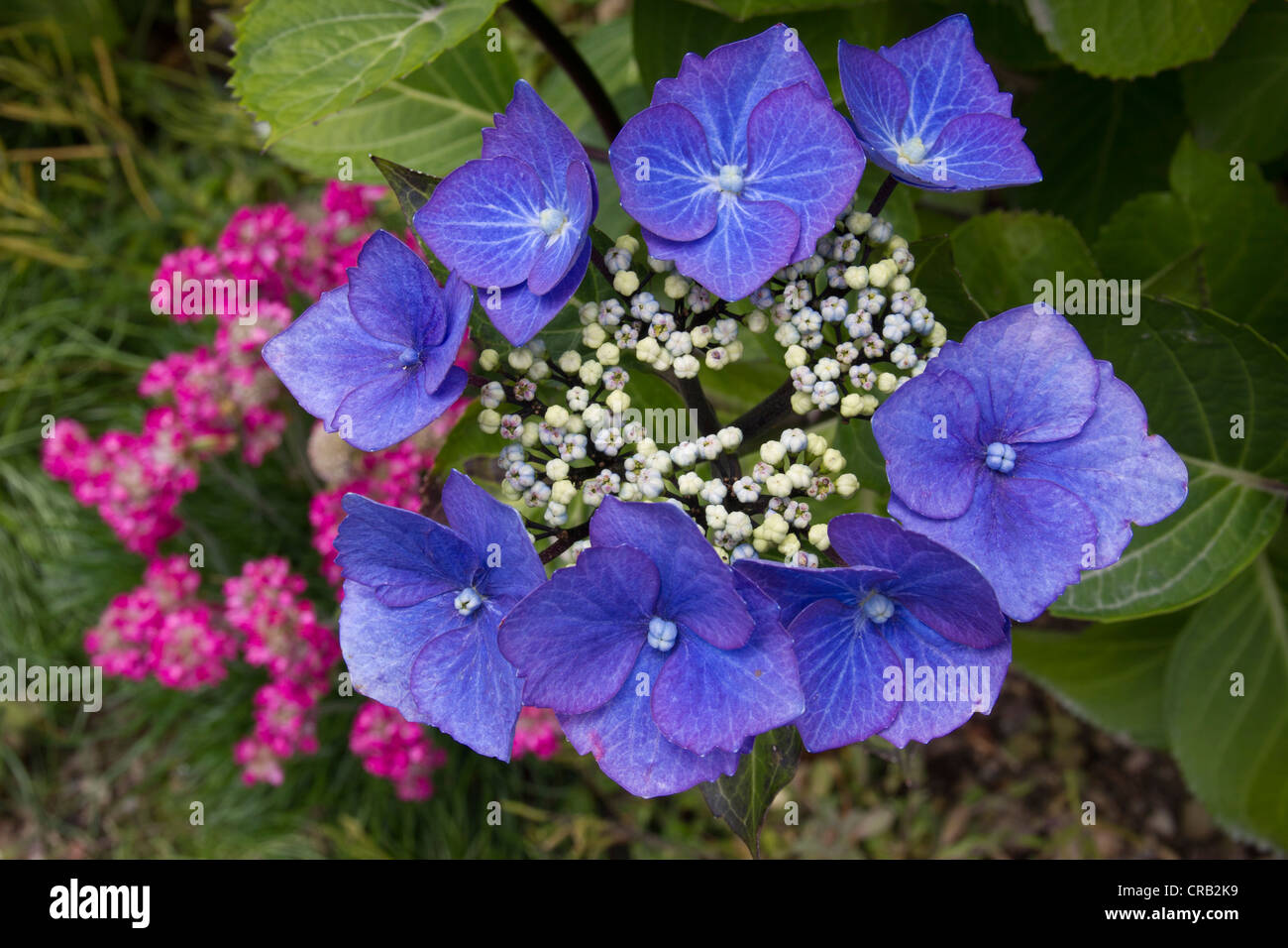Blue Hydrangea macrophylla normalis Stock Photo