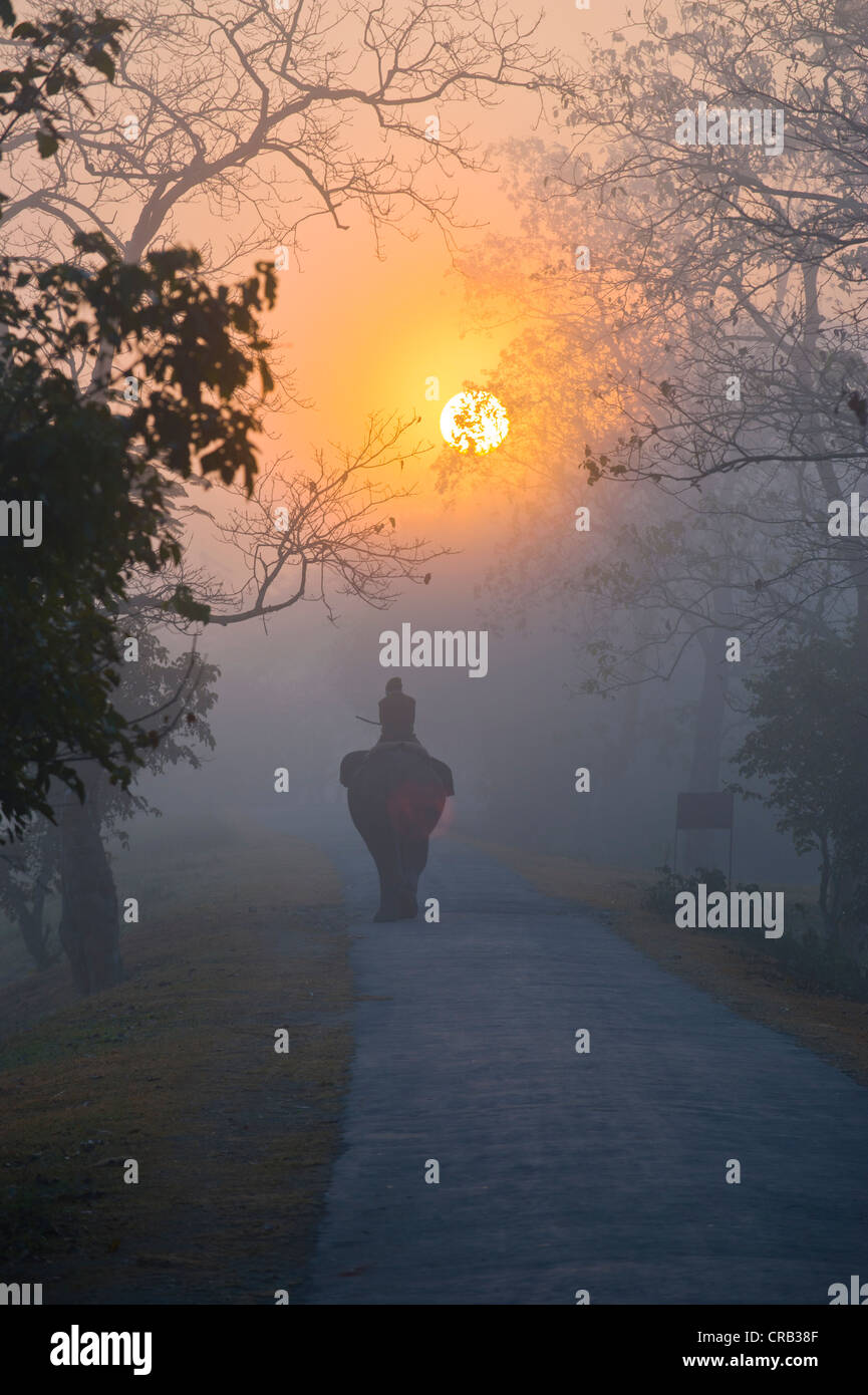 Elephant and rider in the mist under the rising sun, UNESCO World Natural Heritage Site of Kaziranga National Park, Assam Stock Photo