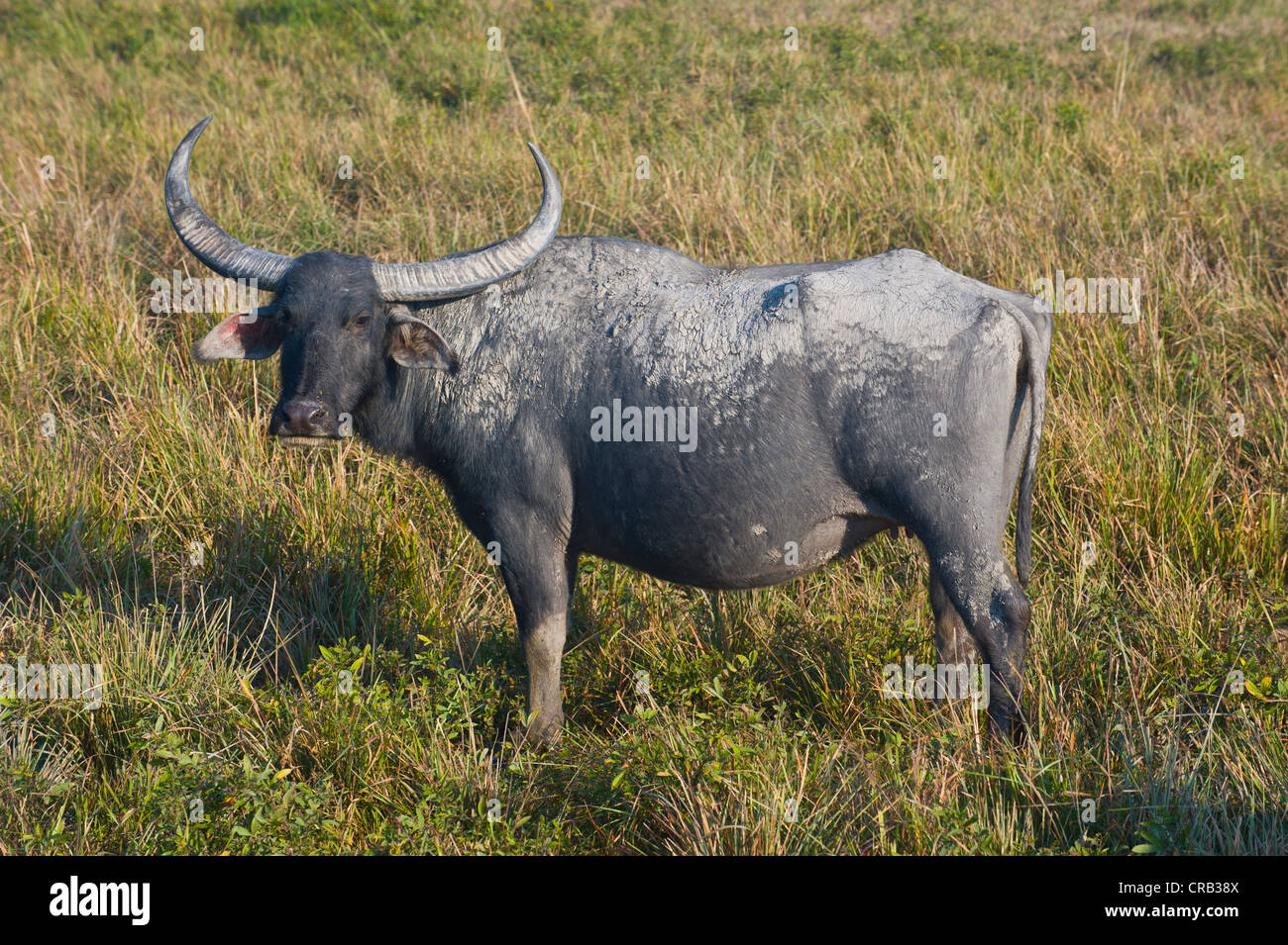 Water Buffalo (Bubalus arnee) in the UNESCO World Natural Heritage Site of Kaziranga National Park, Assam, North East India Stock Photo - Alamy Water Buffalo (Bubalus arnee) in the UNESCO World Natural Heritage Site of Kaziranga National Park, Assam, North East India Stock Photo - Alamy