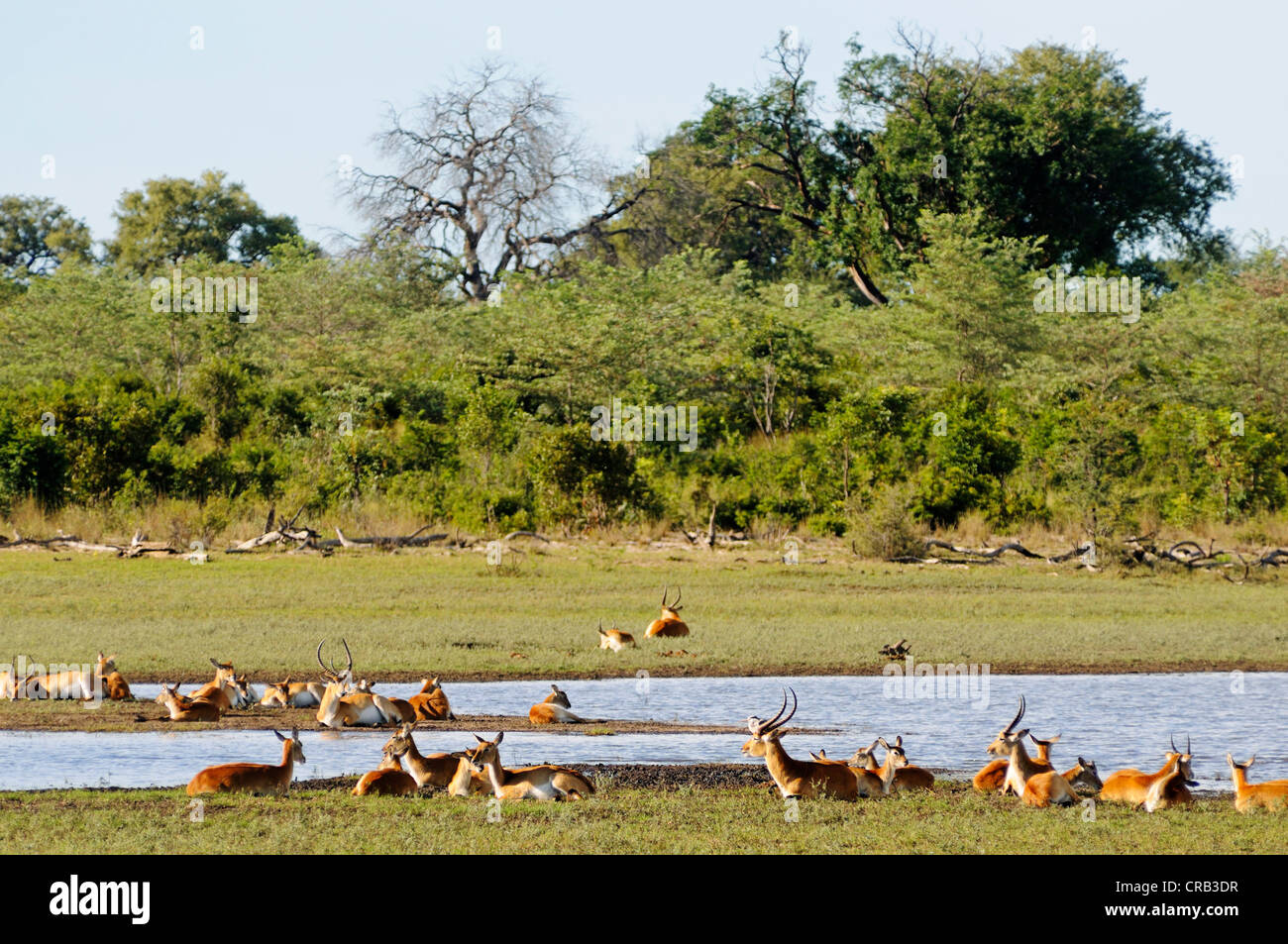 Southern Lechwe (Kobus leche) antelopes, in Bwabwata National Park, former Caprivi National Park and Mahango National Park Stock Photo