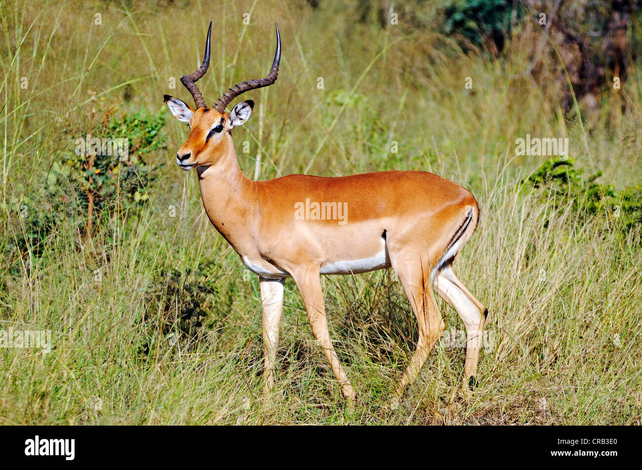 Impala (Aepyceros melampus) in Bwabwata National Park, former Caprivi National Park and Mahango National Park Stock Photo