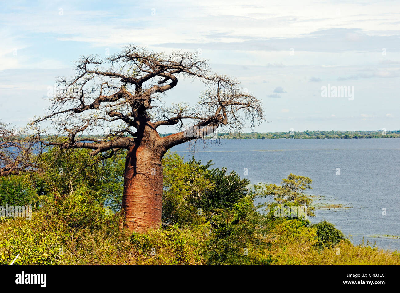Baobab tree (Adansonia digitata) on the Chobe River at Ngoma Bridge in Ngoma, border to Botswana Stock Photo