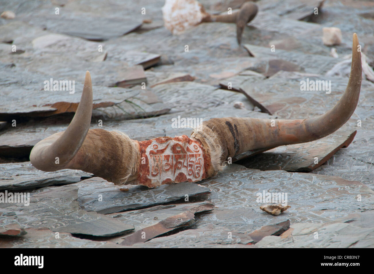 Slabs of slate with yak horns in the town of Tsochen, Western Tibet, Tibet, Asia Stock Photo